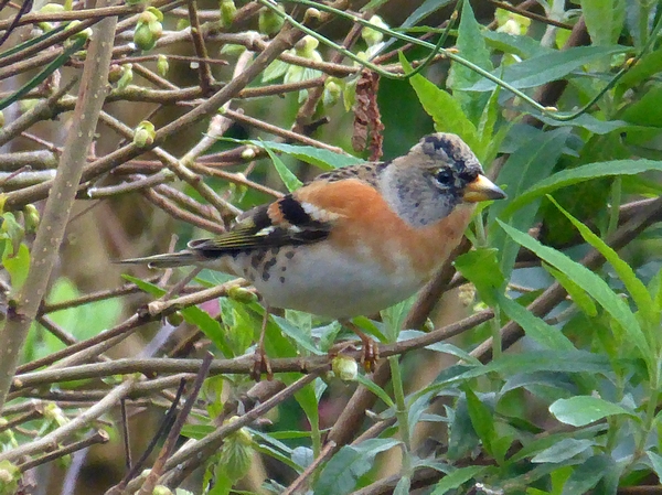 Brambling