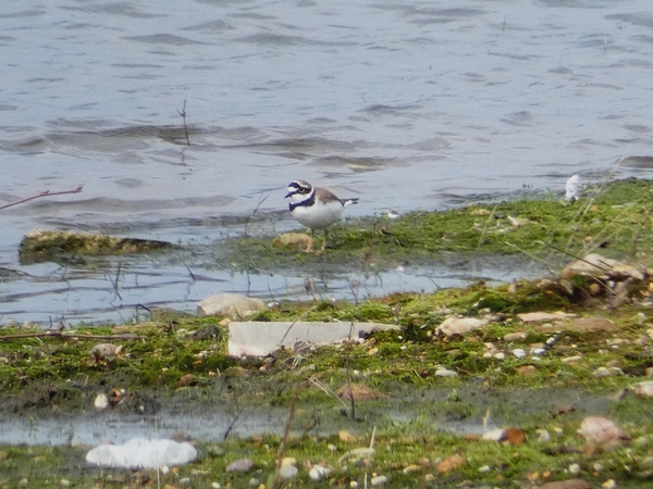 Little Ringed Plover