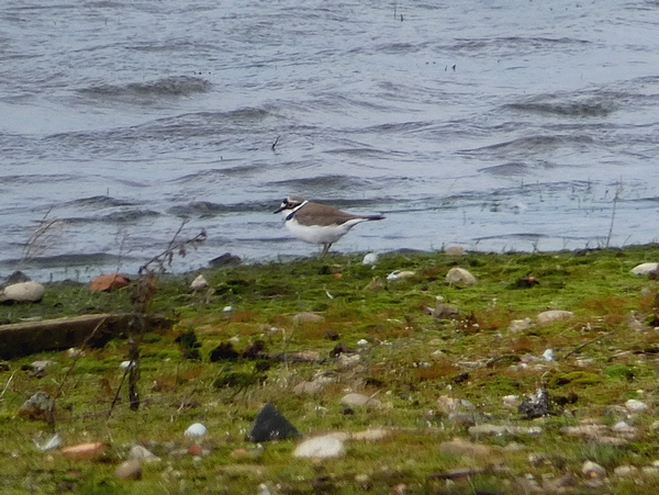 Little Ringed Plover