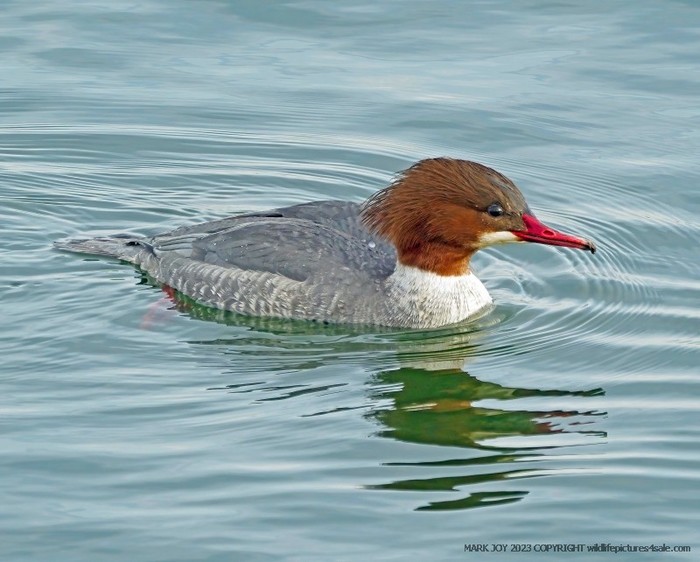 Goosander