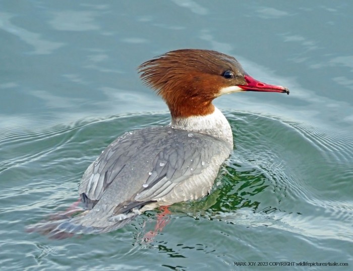 Goosander