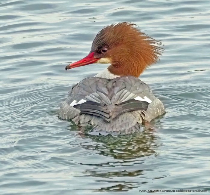 Goosander
