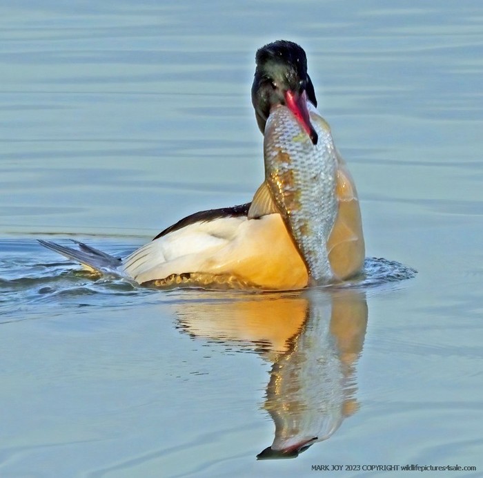 Goosander