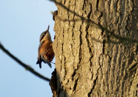 Nuthatch