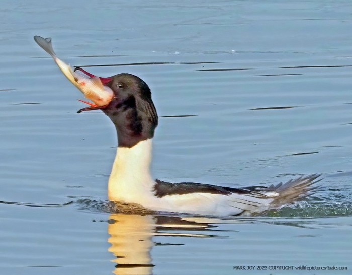 Goosander