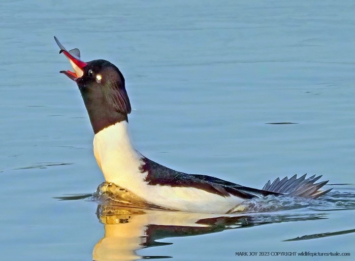 Goosander