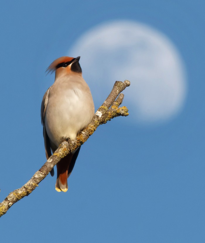Waxwing