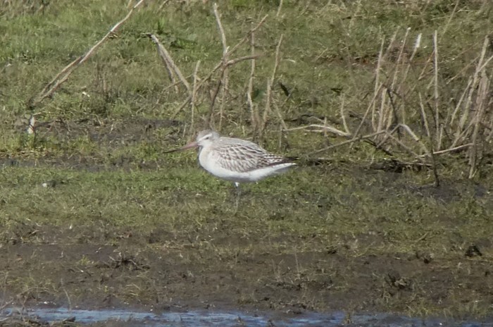 Bar-tailed Godwit