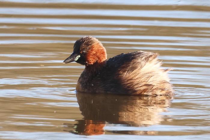 Little Grebe