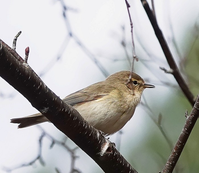 Chiffchaff
