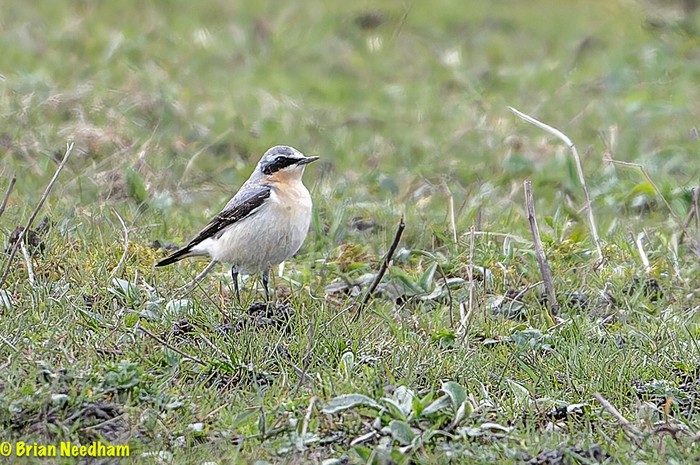 Wheatear