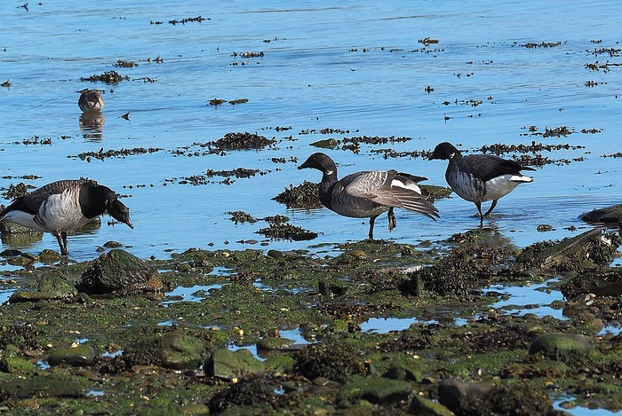 Pale-bellied Brent Goose