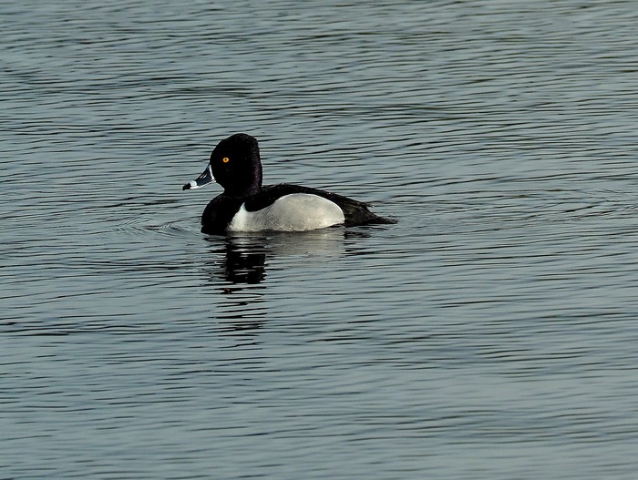 Ring-necked Duck