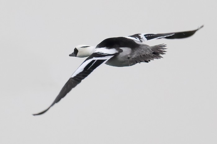 Smew