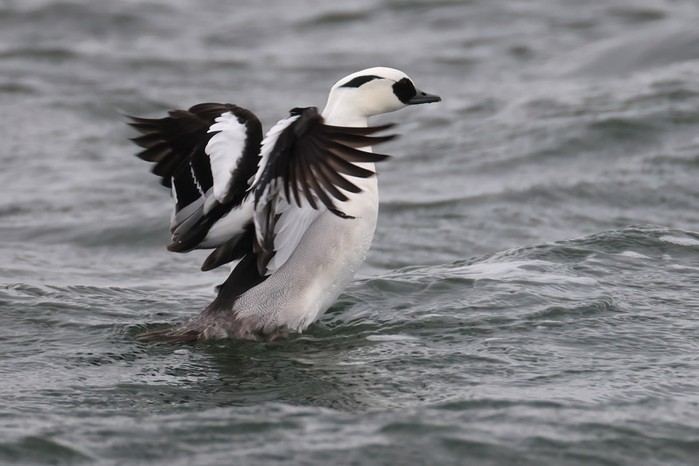 Smew