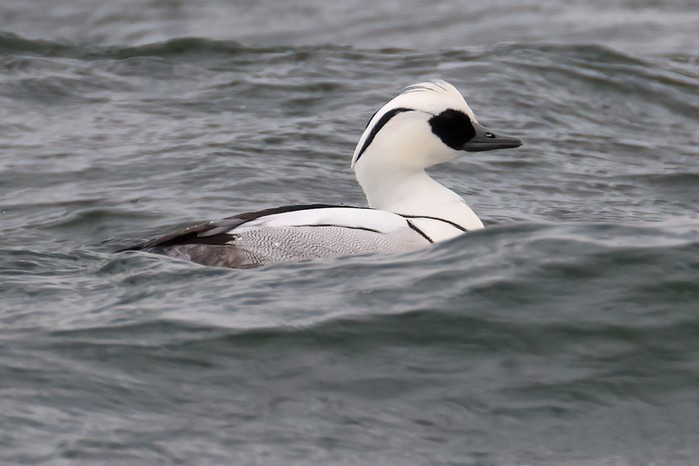 Smew