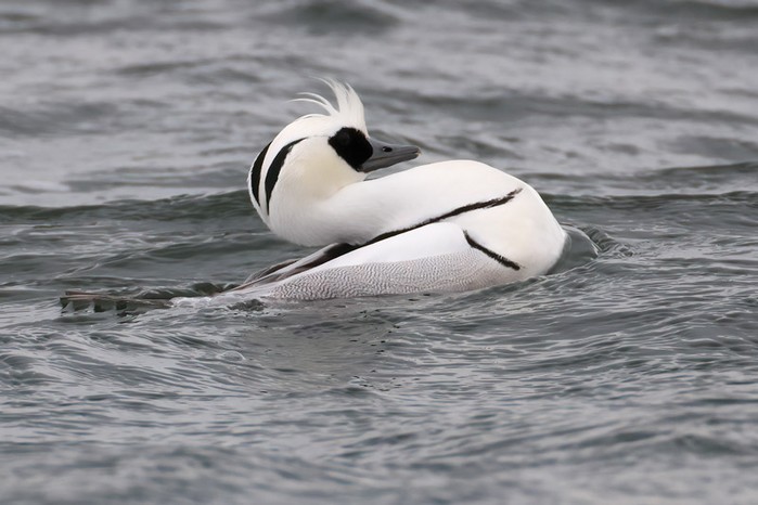 Smew