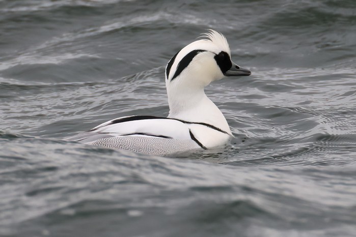 Smew