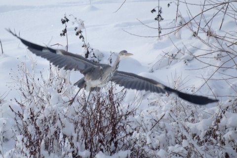 Grey Heron
