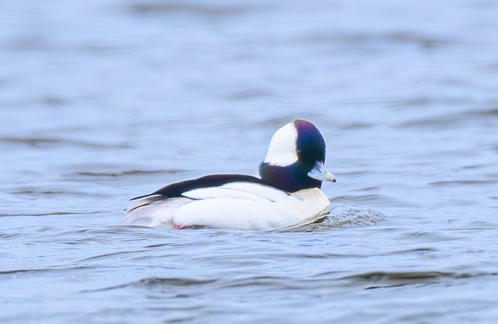Bufflehead