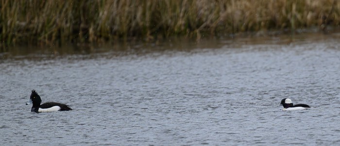 Bufflehead