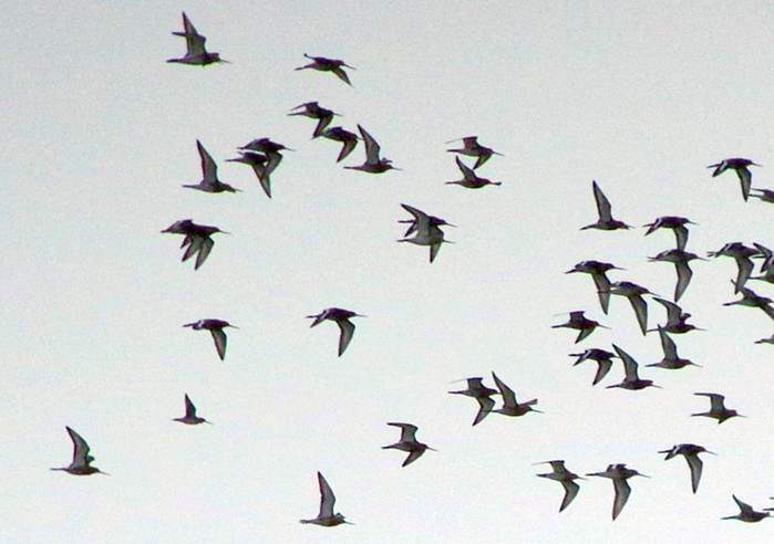 Long-billed Dowitcher