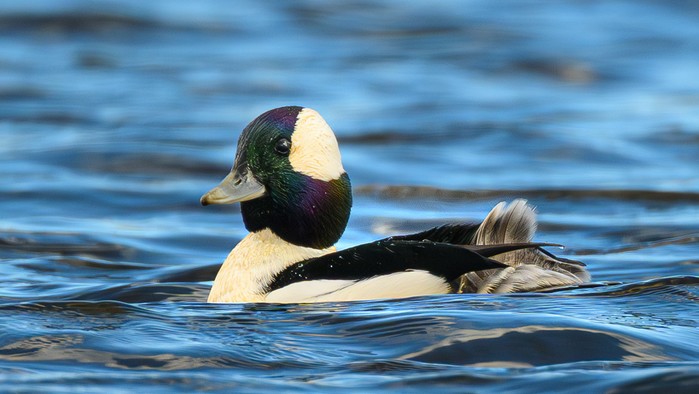 Bufflehead