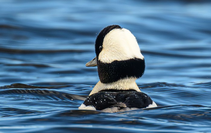 Bufflehead