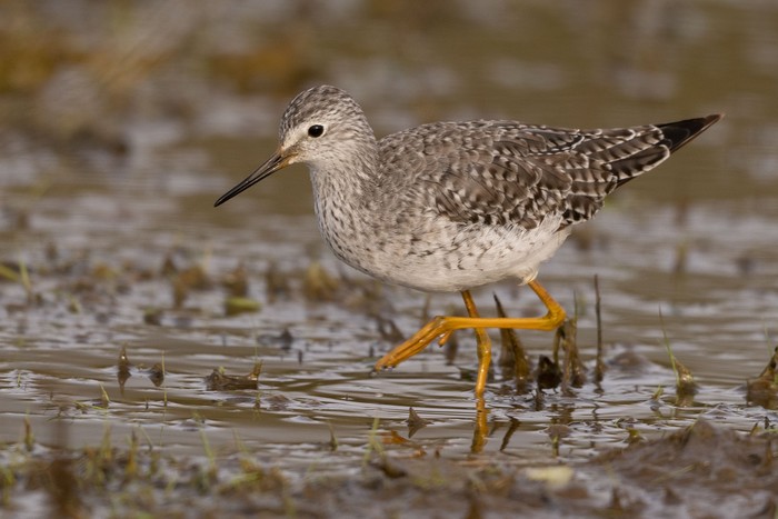 Lesser Yellowlegs