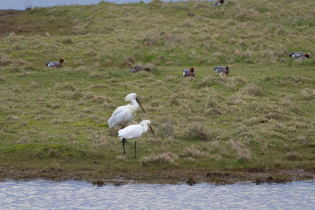 Spoonbill