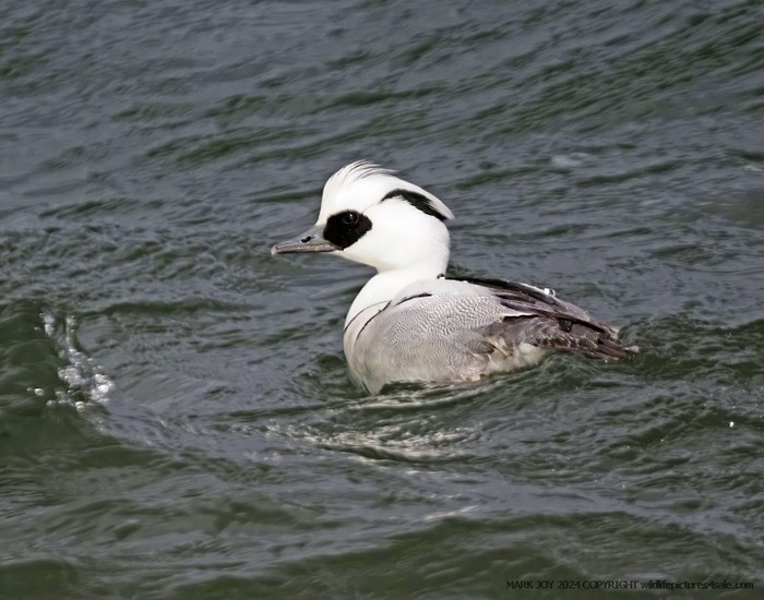 Smew