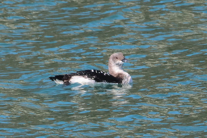 Pacific Diver
