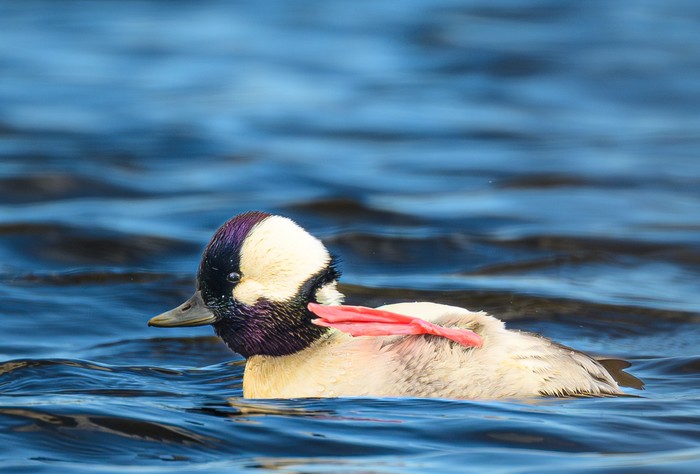 Bufflehead