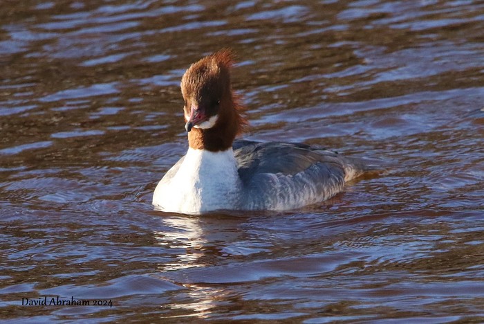Goosander