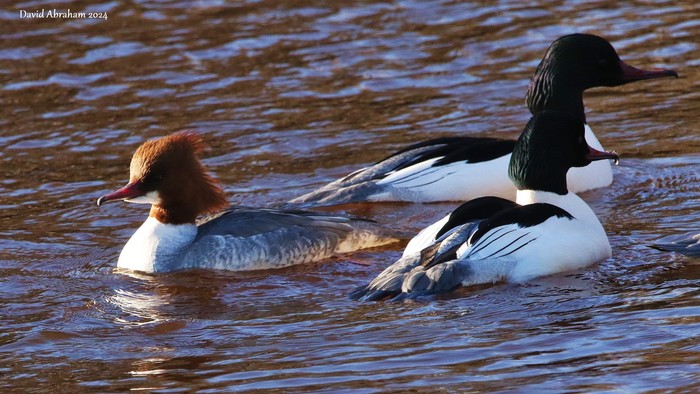 Goosander