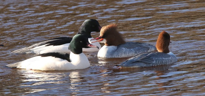 Goosander