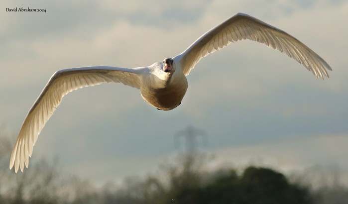 Mute Swan
