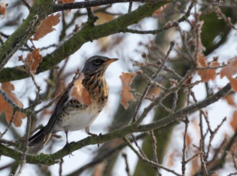 Fieldfare