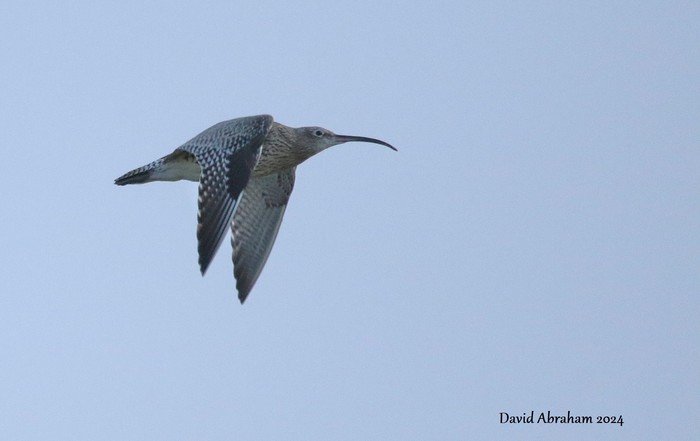 Curlew 