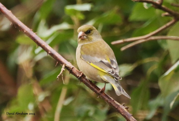Greenfinch 