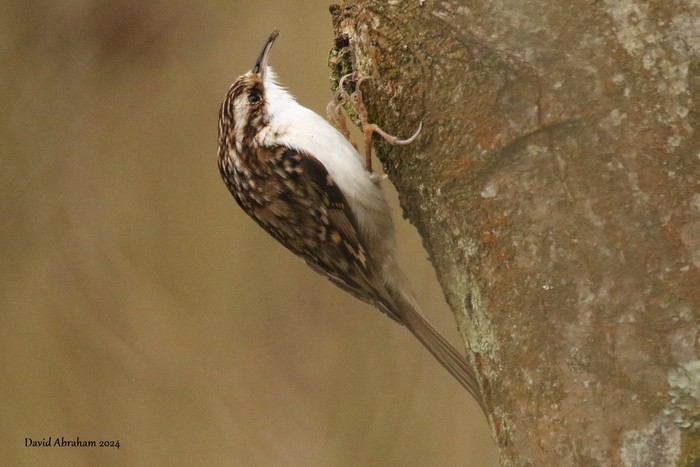 Treecreeper 