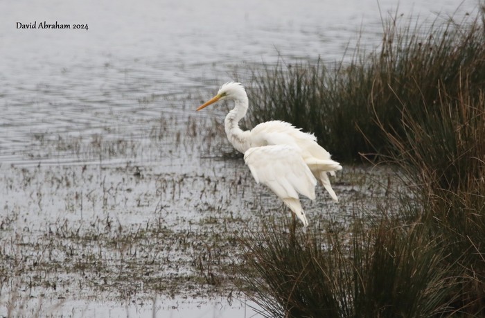Great White Egret 