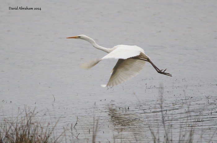 Great White Egret 
