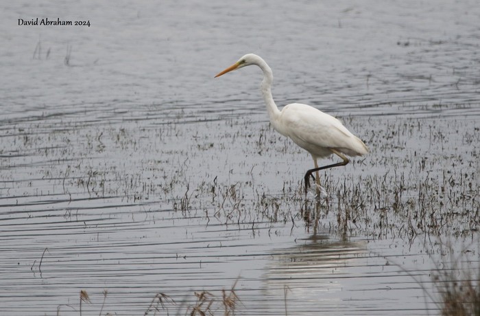 Great White Egret 
