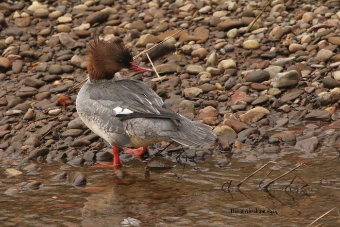 Goosander