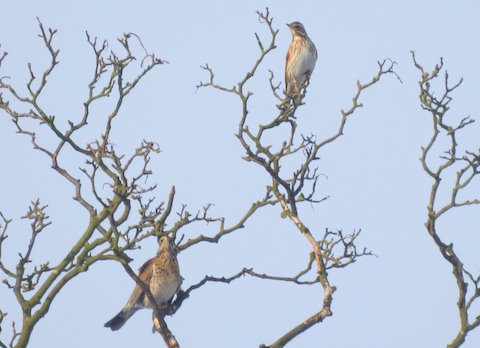 Redwing
