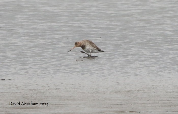 Black-tailed Godwit 