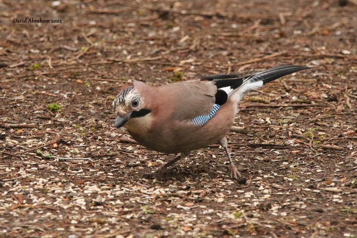 Jay