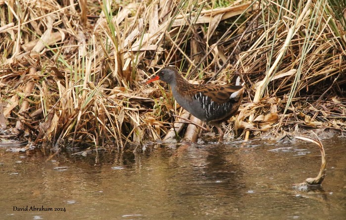 Water Rail 