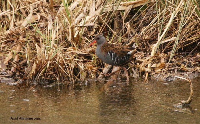 Water Rail 